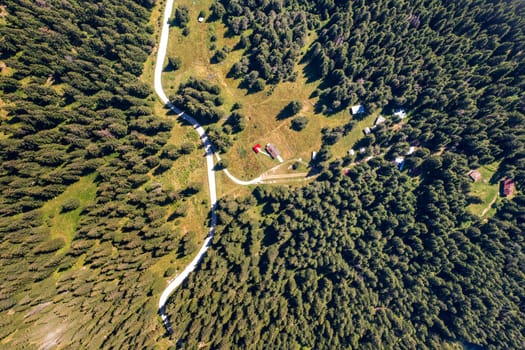 aerial top view from a drone of a road between tall pine  trees