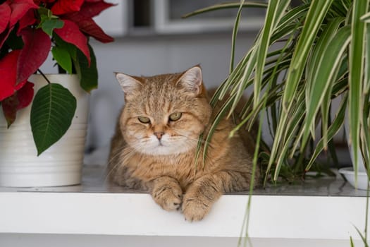 A beautiful domestic striped adult cat lies and sleeps on the windowsill by the window, next to a houseplant or a flower in a flower pot. Favorite pets.
