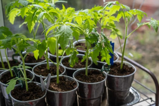 Growth of tomato seedlings in plastic glasses on a windowsill. Witness the emergence of delicate green leaves as the plants thrive indoors during spring