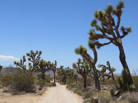 California Desert Dirt Road with Joshua Trees . High quality photo