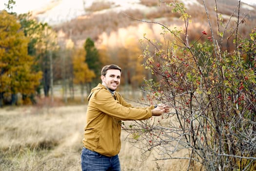 Smiling farmer picking rose hips from bush in autumn park. High quality photo