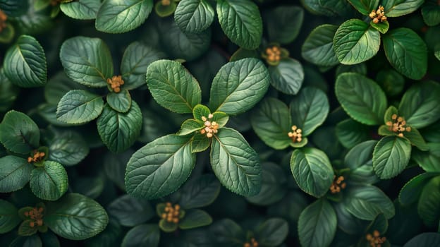 A detailed view of a cluster of green leaves tightly packed together, showcasing their vibrant color and intricate veining patterns. The leaves are densely positioned, filling the frame with their lush foliage.