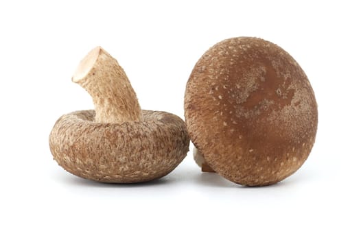 Fresh shiitake mushrooms, known for their health benefits and pharmacological properties, are isolated on a white background