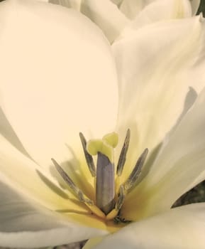 Closeup, white Tulips or flower on a sunny day for growing, gardening and romantic bouquet for love. Leaf, blossom and floral plant in nature for season change, gift or florist with bright color.