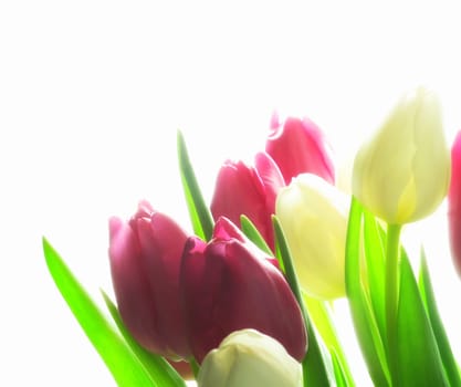 Tulips, colorful and bloom in spring for growth, beauty and environment. Flowers, vibrant and glowing for climate, nature and floral arrangement on white background for gardening, bouquet and display.