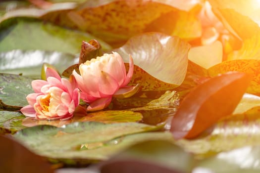 Pink lotus water lily flower in pond, waterlily with green leaves blooming.