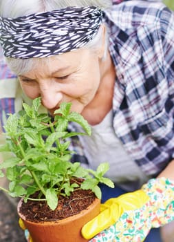 Elderly, retired and woman with gardening as hobby by smell peppermint plant at home for health or peace. Senior, female person and smile for growth of plants in summer with love or care for ecology.