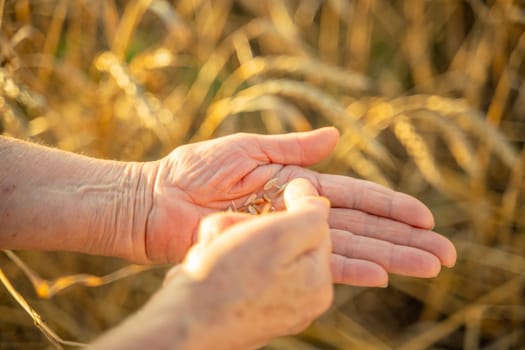 Close up of senior farmers hands holding and examining grains of wheat of wheat against a background of ears in the sunset light