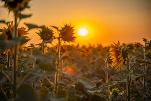 Field sunflowers in the warm light of the setting sun. Summer time. Concept agriculture oil production growing