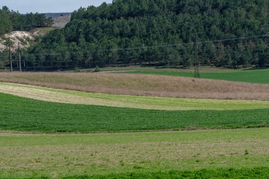 A field with a mix of green and brown grass. The field is surrounded by trees and has a peaceful, serene atmosphere