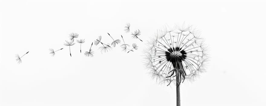 Dandelion seeds blowing in the wind.