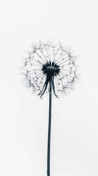 Silhouette of a lone dandelion against a white background.