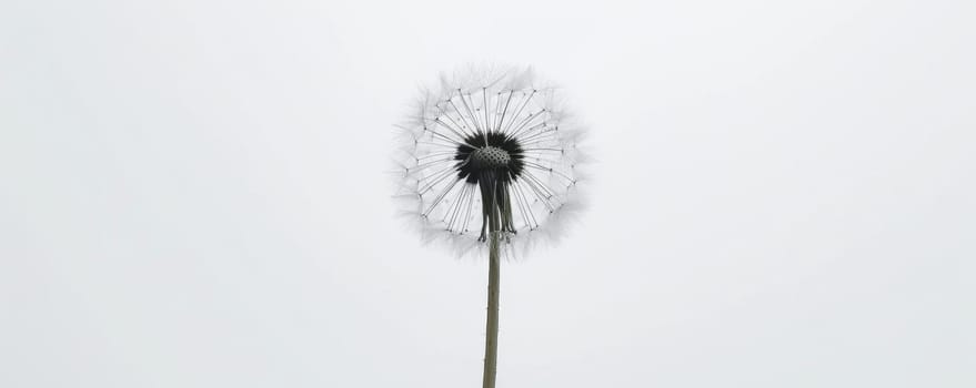 Dandelion seed head on white background.