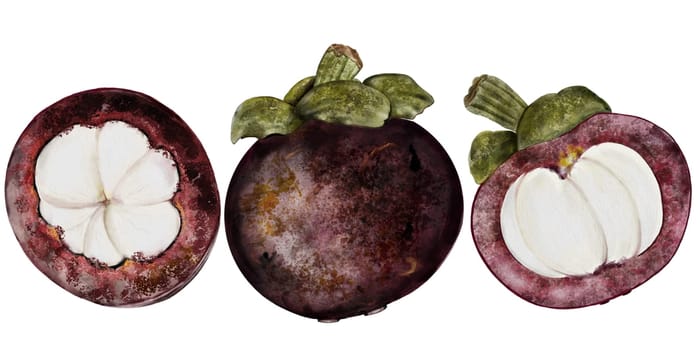 Mangosteen fruit watercolor set. Tropical fruit illustration hand drawing isolated on white background. Botanical clip art of asian food garcinia. Realistic sketch of a Thai fruit for restaurant menus and natural cosmetics packaging. High quality illustration