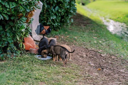 Little puppies eat food from a bowl in the garden. High quality photo