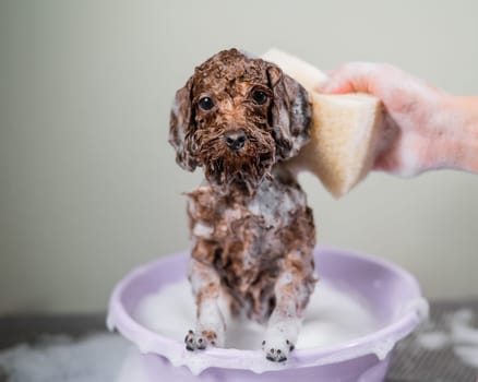 Woman shampooing brown mini toy poodle in grooming salon