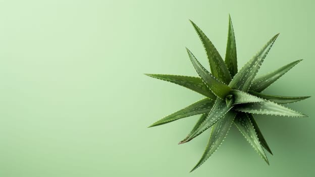 Aloe vera plant on a light green background.