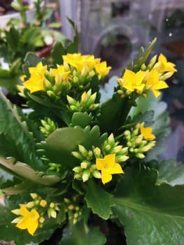 Kalanchoe with yellow flowers on the windowsill close-up. A home-grown flowering plant.