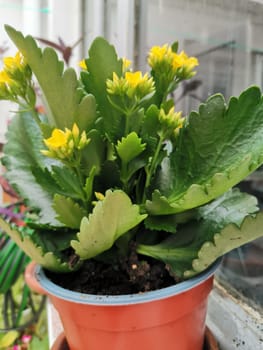 Kalanchoe with yellow flowers on the windowsill close-up. A home-grown flowering plant.