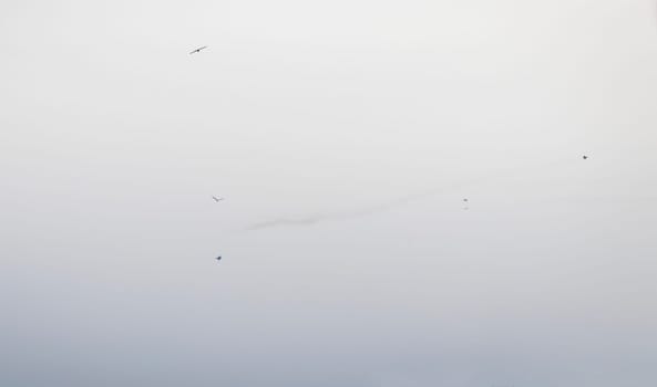 Military jets performing stunts in the sky. Birds on the foreground