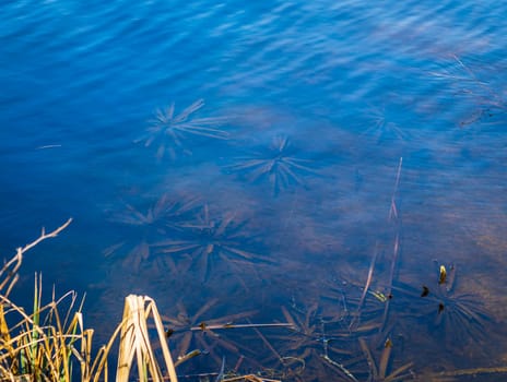 Concept shot of the bottom of the pond