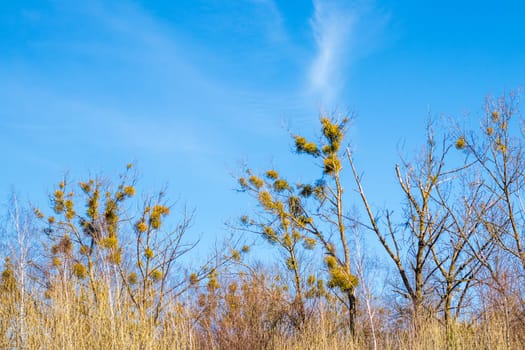 Shot of the big birch trees by spring