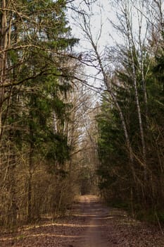 Landscape shot of the forest.