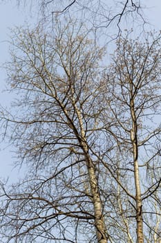 Shot of the big birch trees in the forest