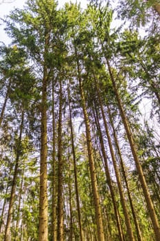 Landscape shot of the forest.