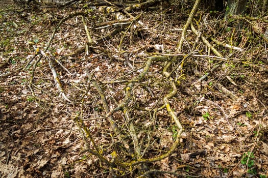 Landscape shot of the forest. Wooden logs