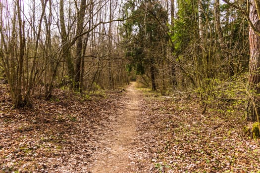 Landscape shot of the forest.