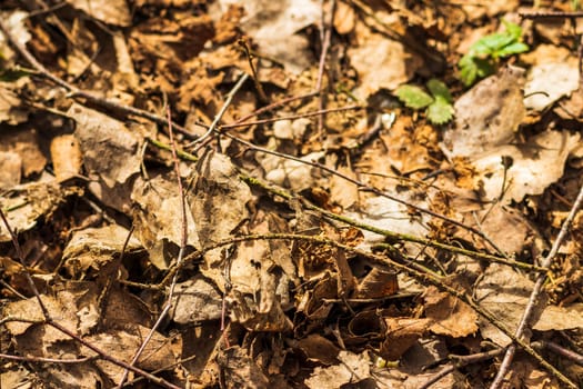 Dried leaves and brunches on the ground in the forest