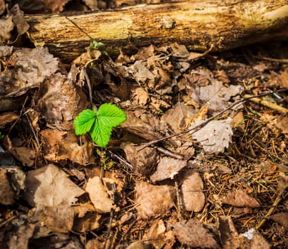 Fresh grass appears in the spring in the forest