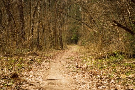 Landscape shot of the forest.