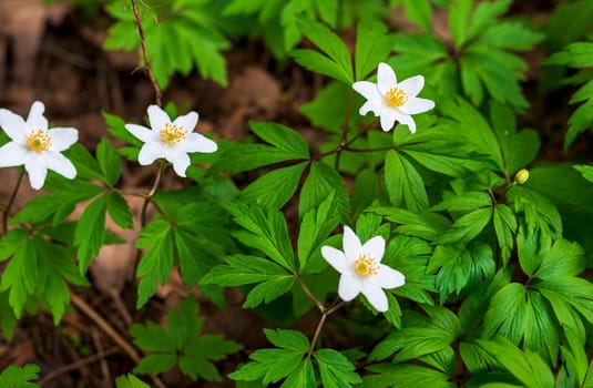 Close up shot of the fresh spring flowers