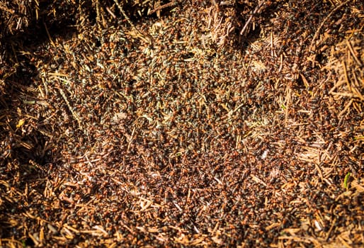 Close up shot of the anthill