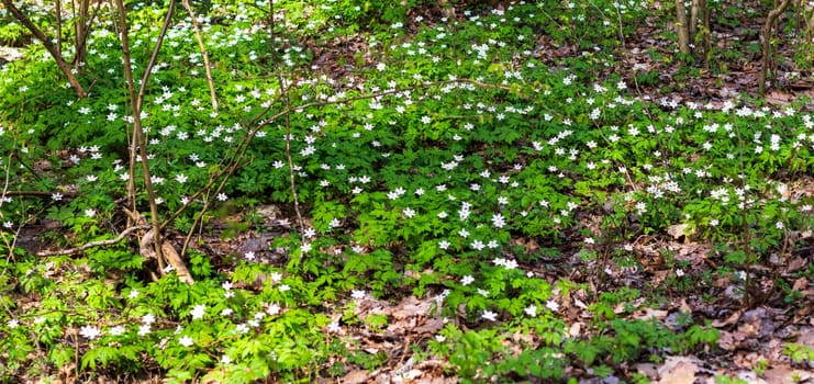 Close up shot of the fresh spring flowers