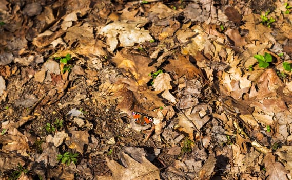 Close up shot of the butterfly on the ground