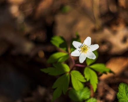 Close up shot of the fresh spring flowers