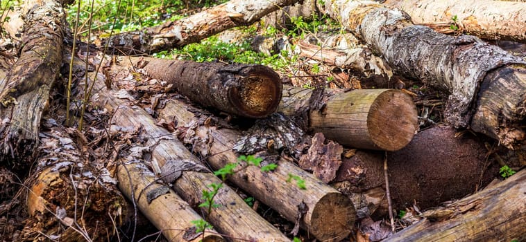 Landscape shot of the forest. Wooden logs