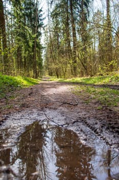 Trees of the forest reflected in the puddle