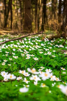 Close up shot of the fresh spring flowers