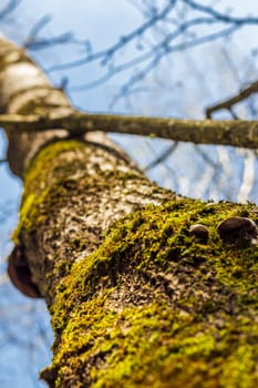 Close up shot of the cork of the tree