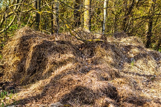 Landscape shot of the forest. Wooden logs