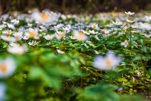 Close up shot of the fresh spring flowers