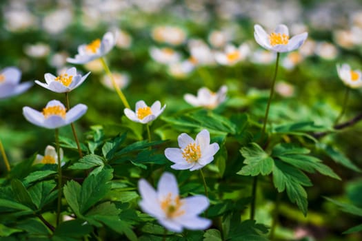 Close up shot of the fresh spring flowers