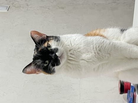 A unique cat with black, white, and ginger fur sits on a table, gazing at the camera with wide eyes, looking curious and playful.