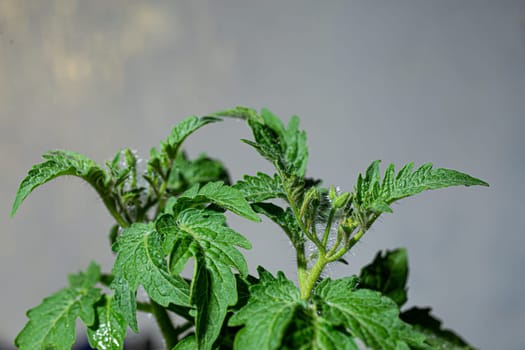 Lush tomato plant with vibrant green leaves and small buds, isolated on a white background. In focus with a shallow depth of field.