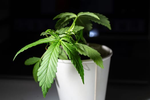 A single cannabis plant isolated on a black background. The plant is in a white plastic pot and has several green leaves.