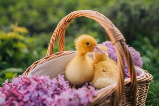 Cute little yellow ducklings sitting in wicker basket with lilac flowers bouquet. Springtime, home poultry farm. Baby ducks. High quality